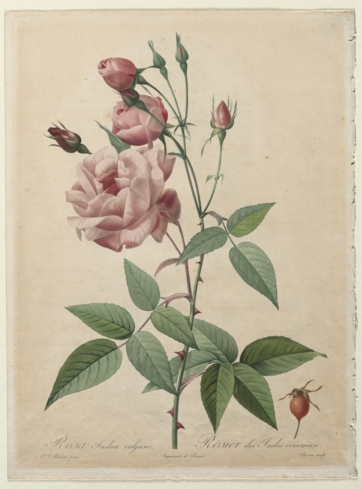 Design C: China or Bengal Rose, from Les Roses, Pierre-Joseph Redouté