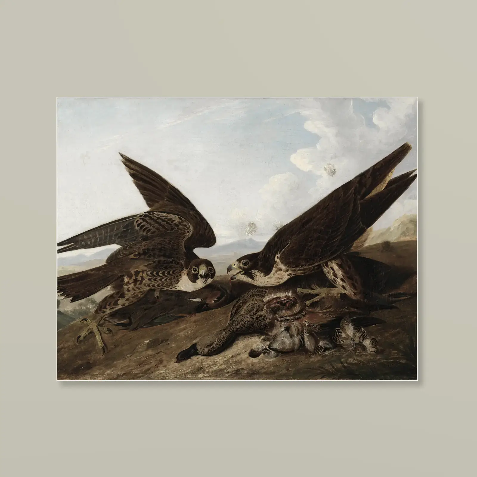 Peregrine Falcons (Duck Hawks) by John James Audubon, printed on a acrylic print