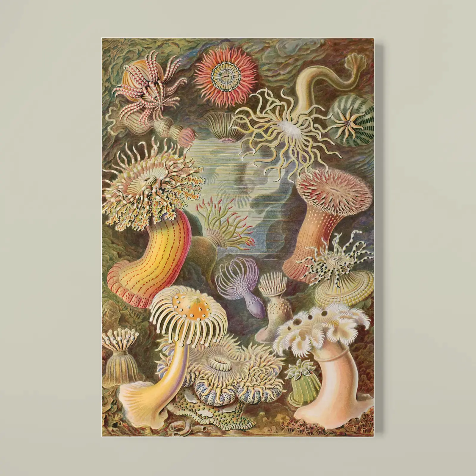 Actiniae (Sea Anemones), from Art Forms in Nature by Ernst Haeckel, printed on a softcover notebook