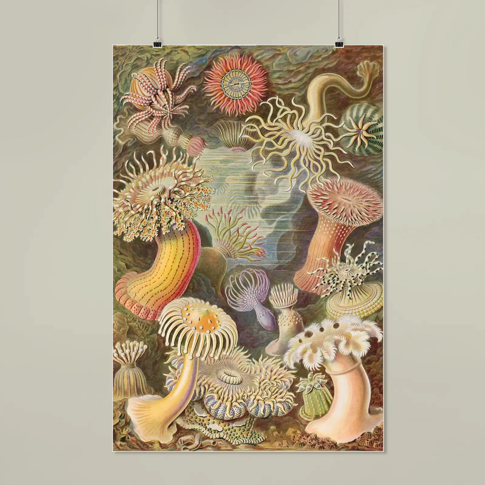 Actiniae (Sea Anemones), from Art Forms in Nature by Ernst Haeckel, printed on a matte poster