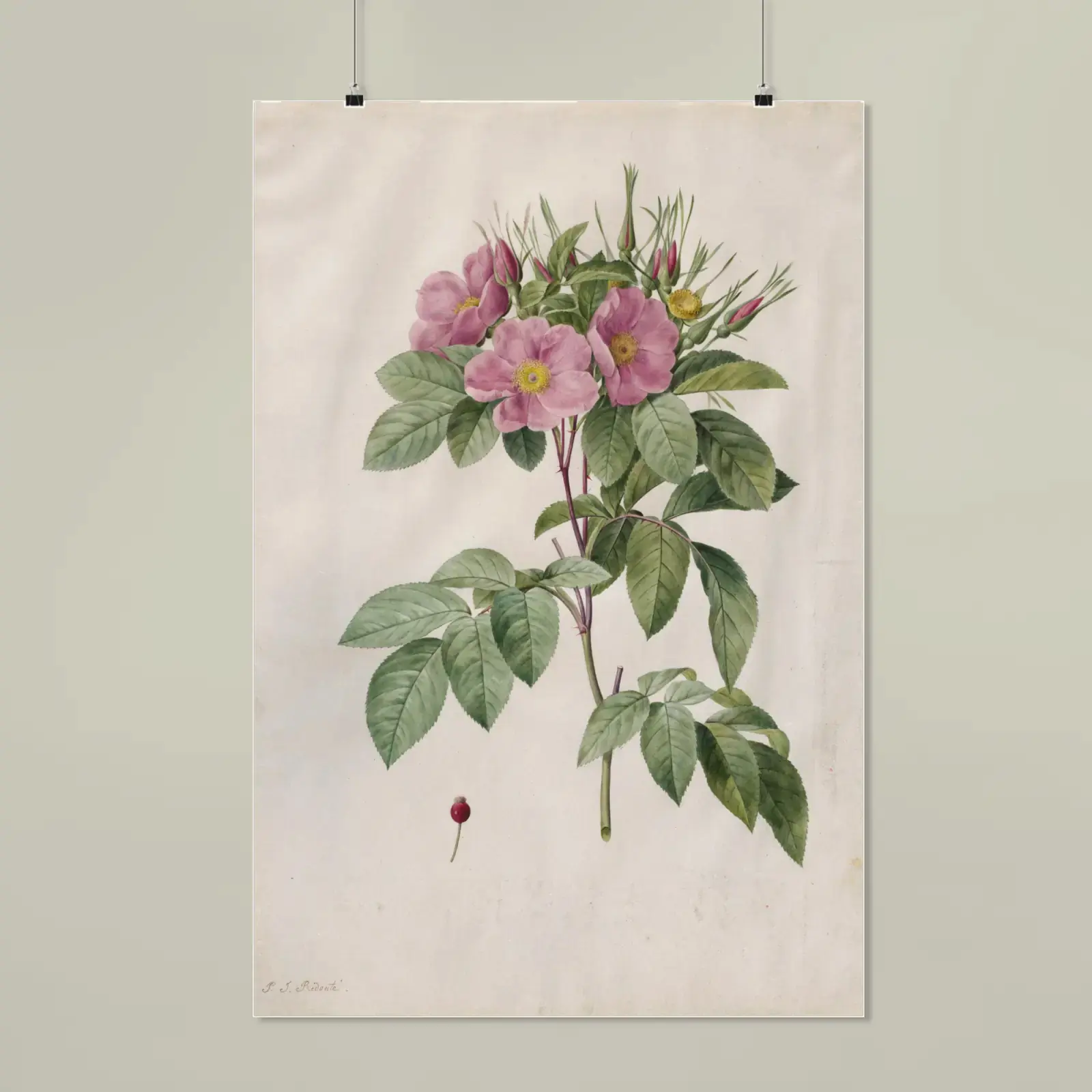 Pasture Rose (Rosa carolina corymbosa) by Pierre-Joseph Redouté, printed on a matte poster