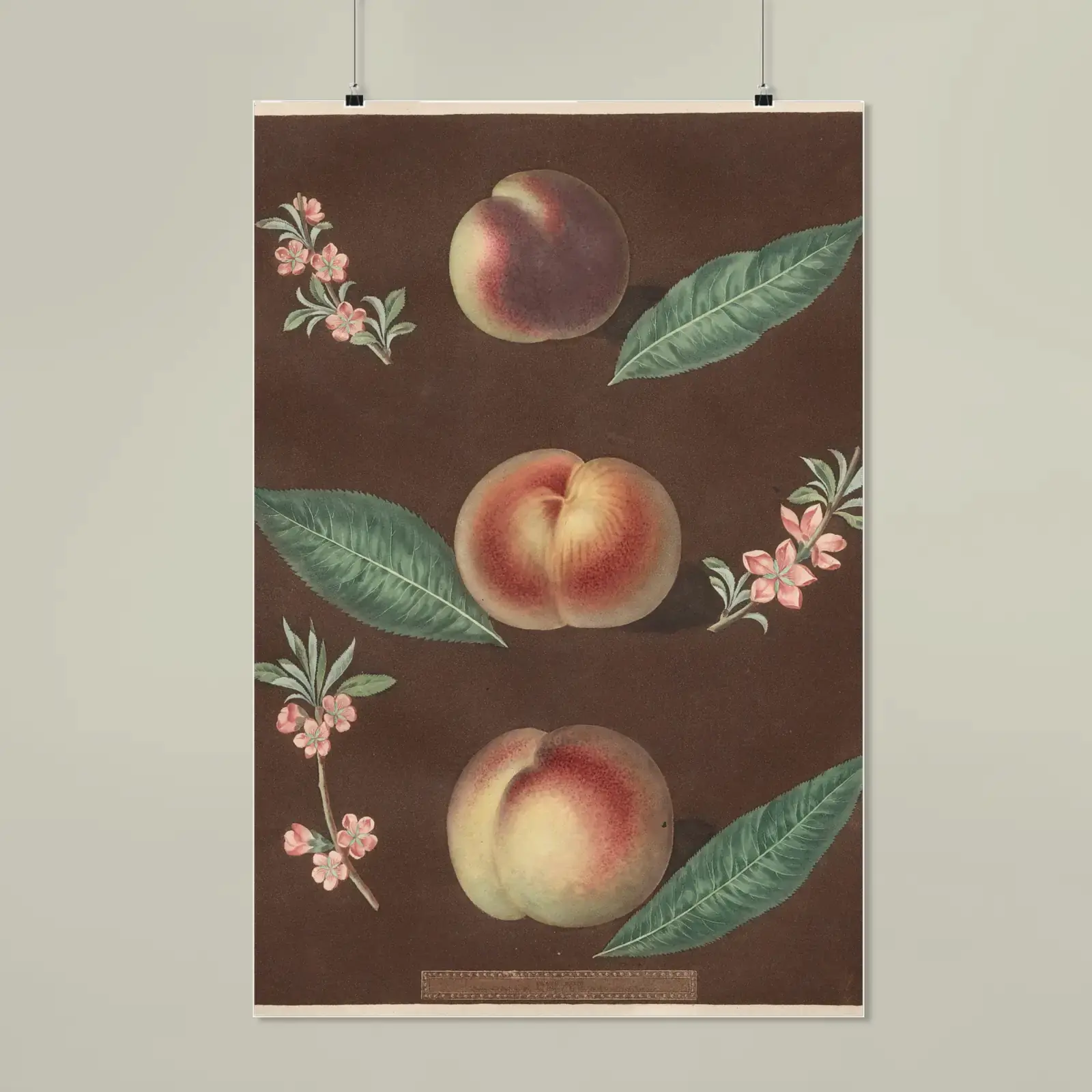 Peaches, from Pomona Britannica by George Brookshaw, printed on a matte poster