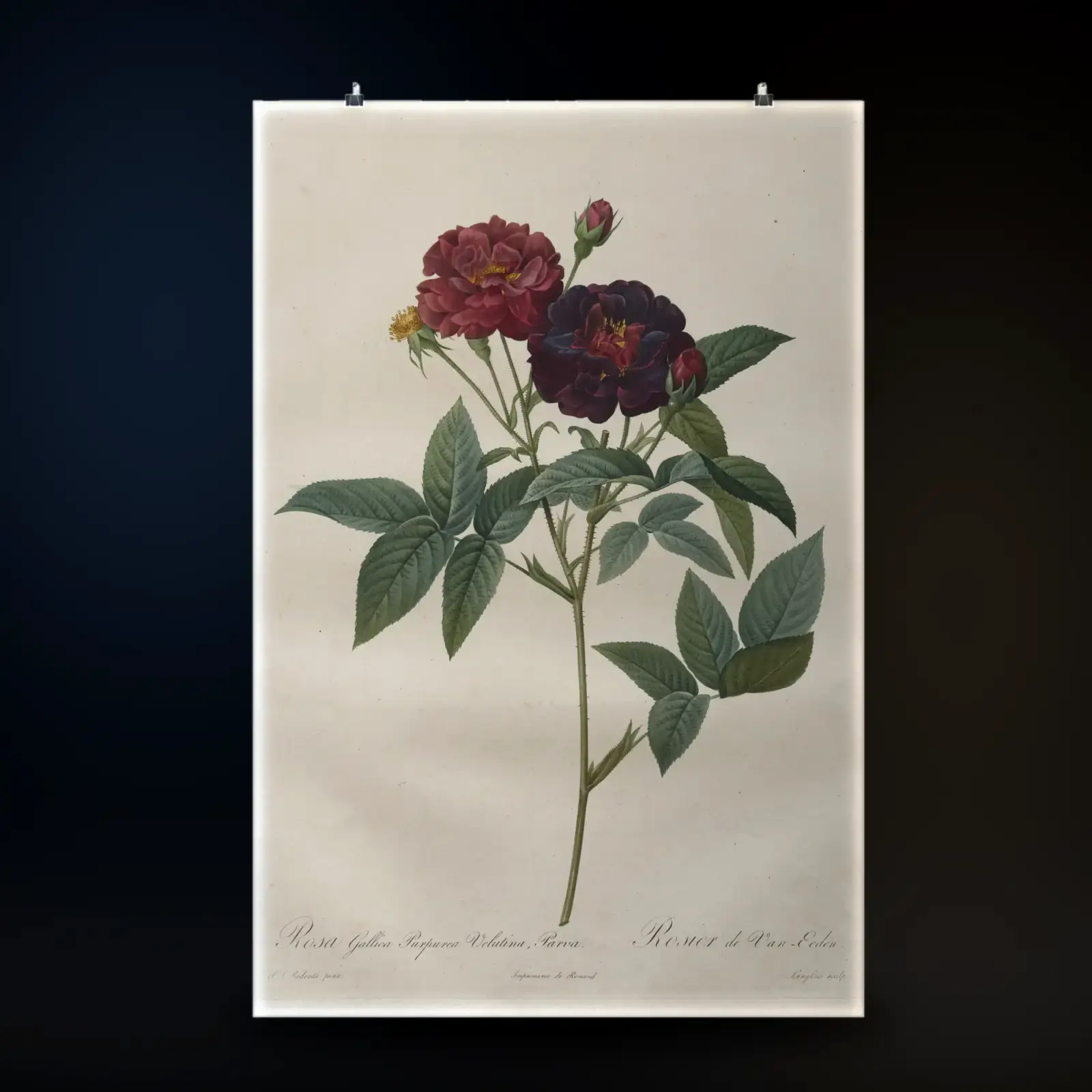 Rosa gallica purpurea velutina parva, from Les Roses by Pierre-Joseph Redouté, printed on a matte poster