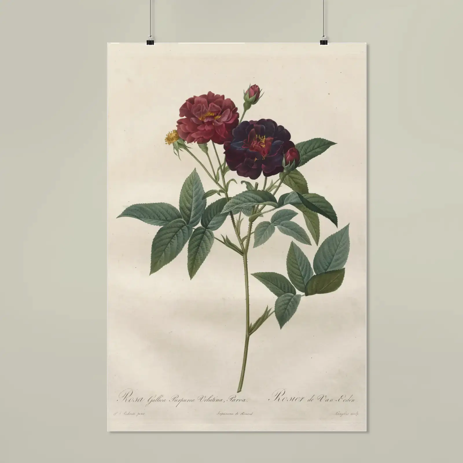 Rosa gallica purpurea velutina parva, from Les Roses by Pierre-Joseph Redouté, printed on a matte poster