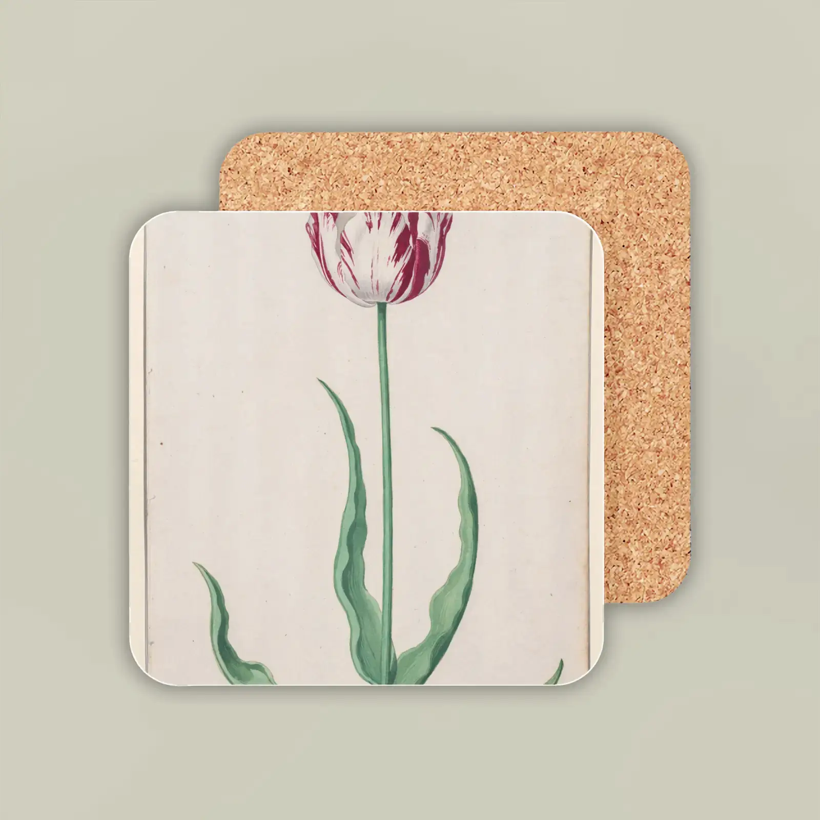 Study of a Tulip (Ammirael Winckel) by Pieter Holsteyn II, printed on a coaster