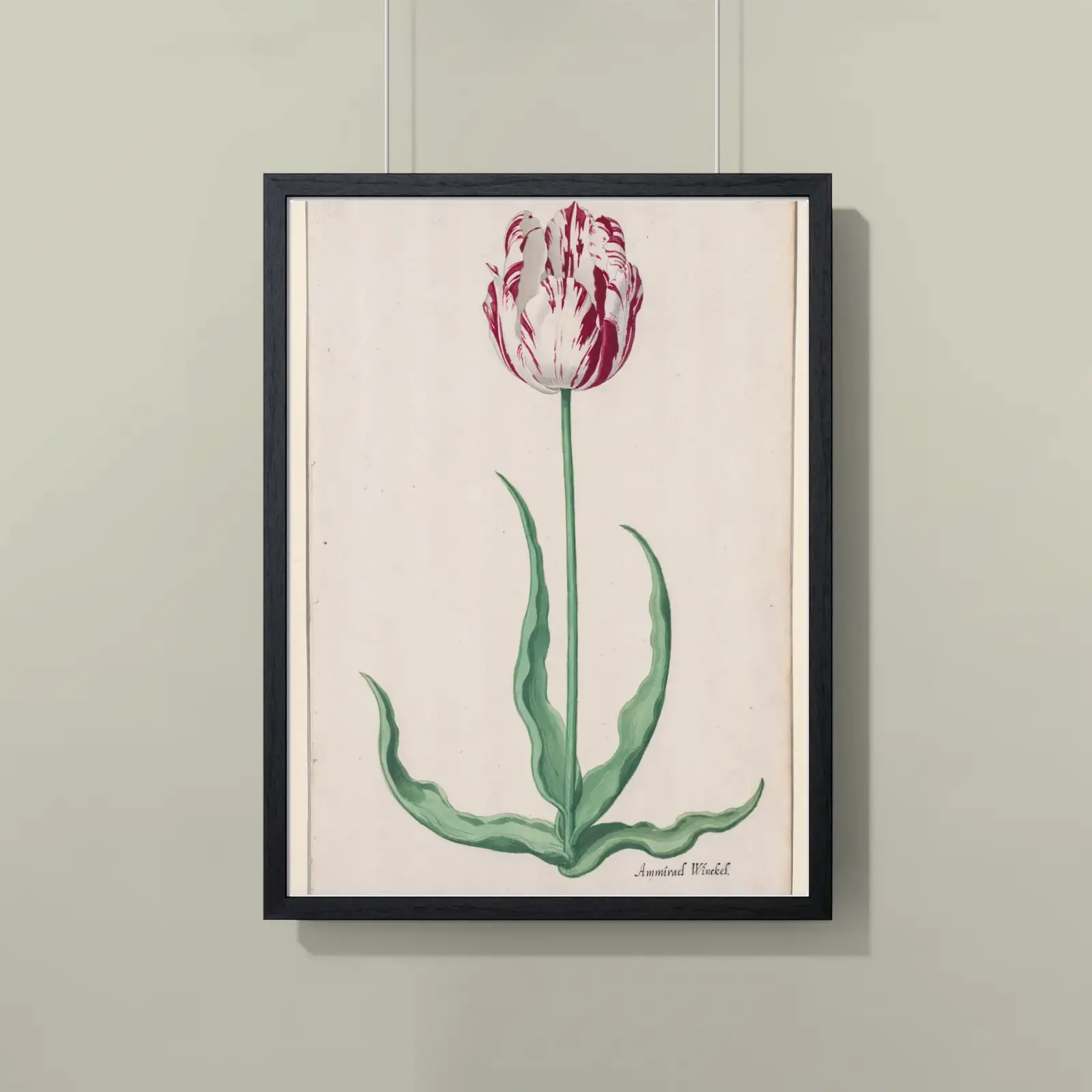 Study of a Tulip (Ammirael Winckel) by Pieter Holsteyn II, printed on a framed poster