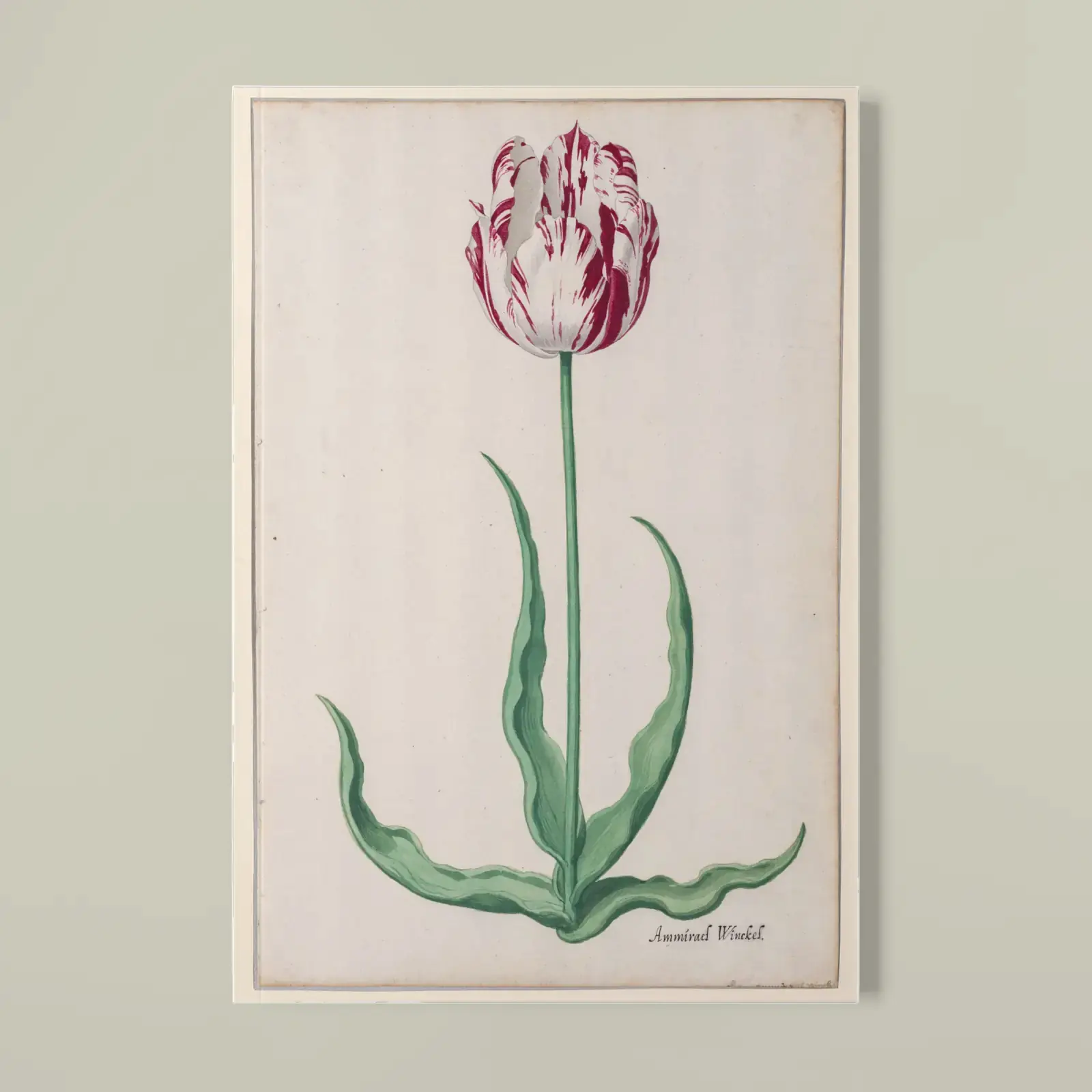 Study of a Tulip (Ammirael Winckel) by Pieter Holsteyn II, printed on a softcover notebook